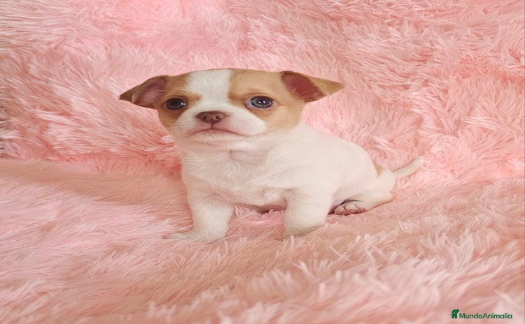 Chihuahua perros Chihuahua miniatura  - Anuncio 1