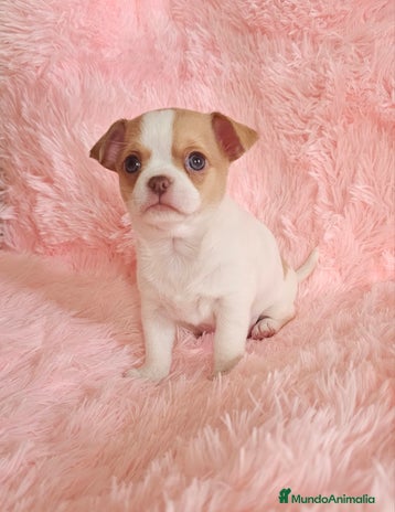 Chihuahua perros Chihuahua miniatura - Anuncio 11