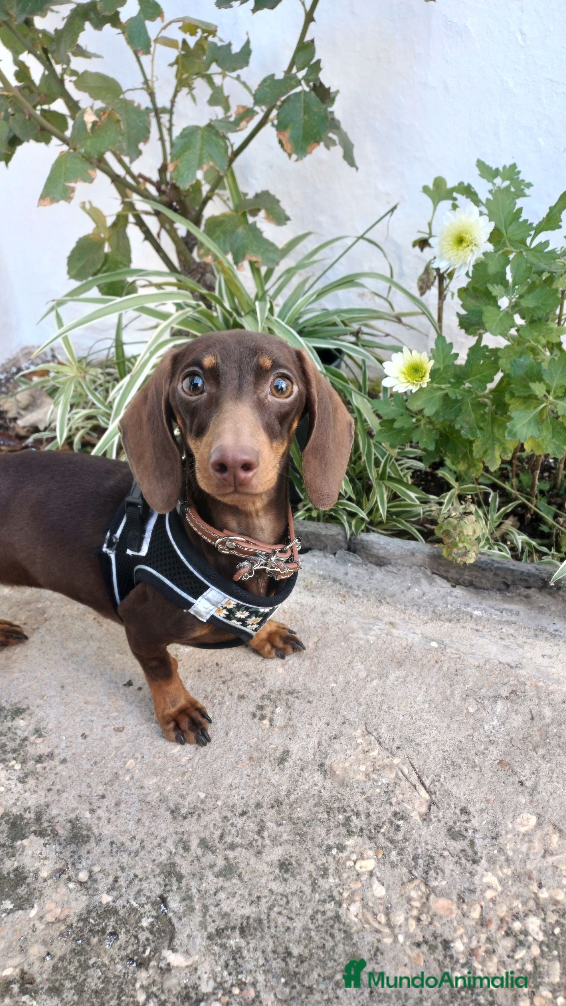 Teckel perros camada teckel kanichen - Anuncio 1