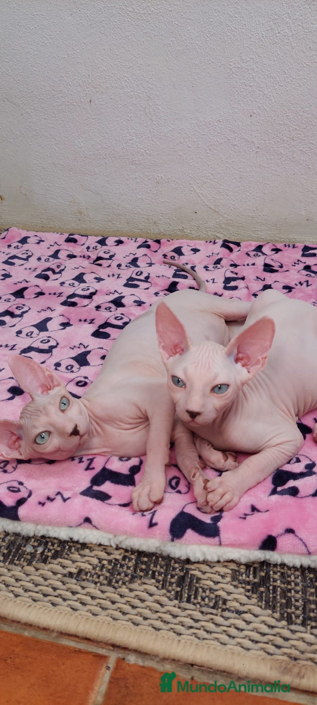 Sphynx gatos en venta: Preciosa hembrita ojos claros  - Imagen 4