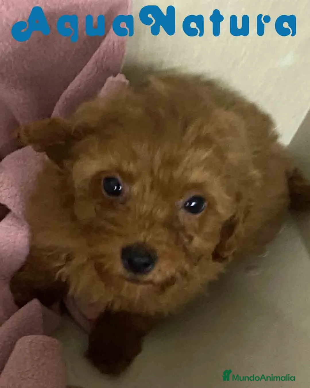 Caniche Toy perros en venta: Caniche Hembra de Bella y Can 2 AQUANATURA - Anuncio 2