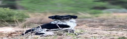 Épagneul Breton perros en venta: Epagneul bretón  en Castellón - Anuncio 14