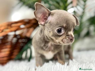 Chihuahua perros CHIHUAHUA MACHO LILAC AND TAN - Anuncio 2