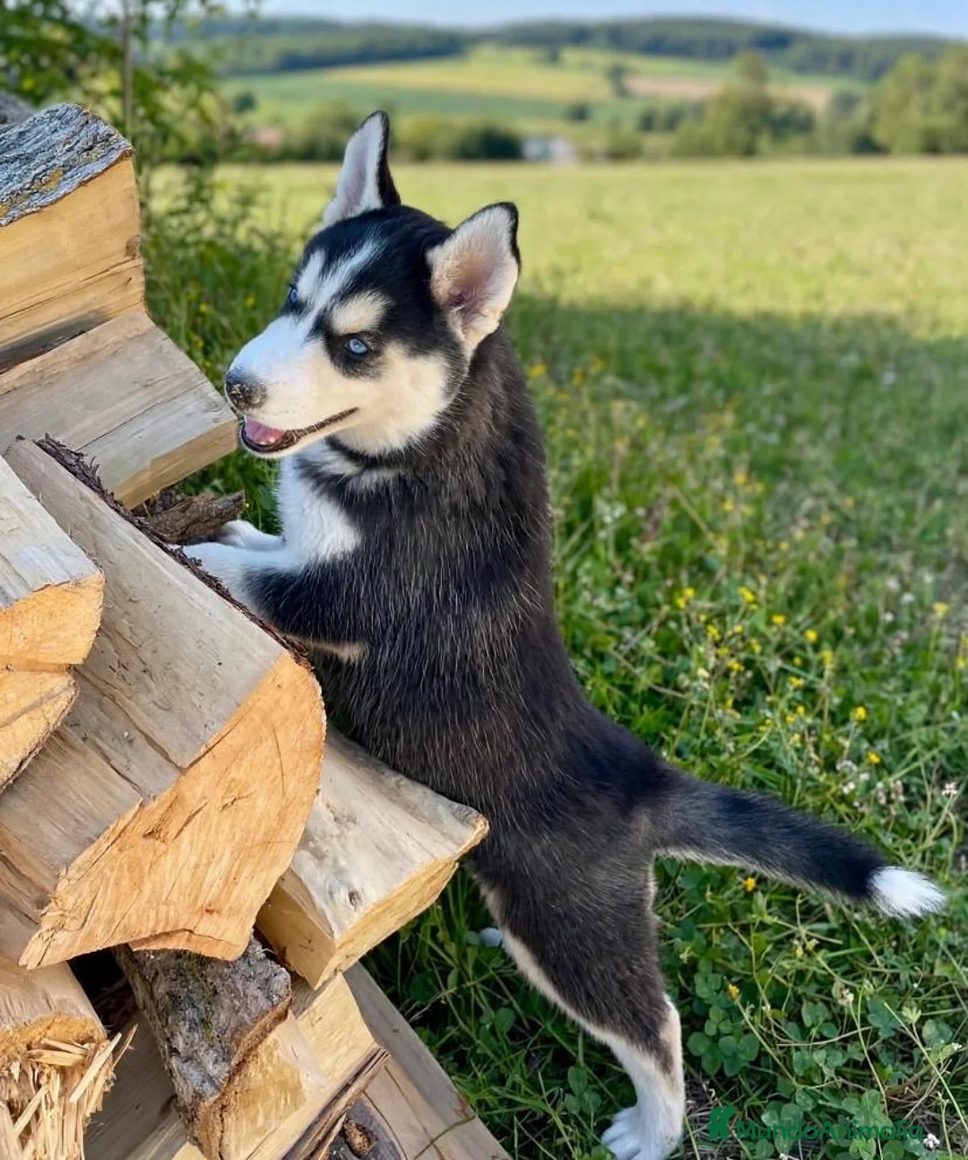 Husky Siberiano perros en venta: Husky siberiano anuncio real  - Anuncio 2