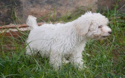 Perro de Agua Español perros en venta: CACHORRA, PERRO DE AGUA ESPAÑOL - Anuncio 2