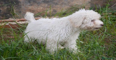 Perro de Agua Español perros CACHORRA, PERRO DE AGUA ESPAÑOL - Anuncio 2