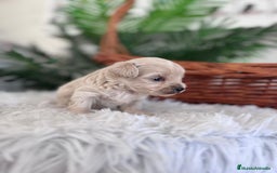Maltipoo perros en venta: MALTIPOO MACHO - Imagen 8