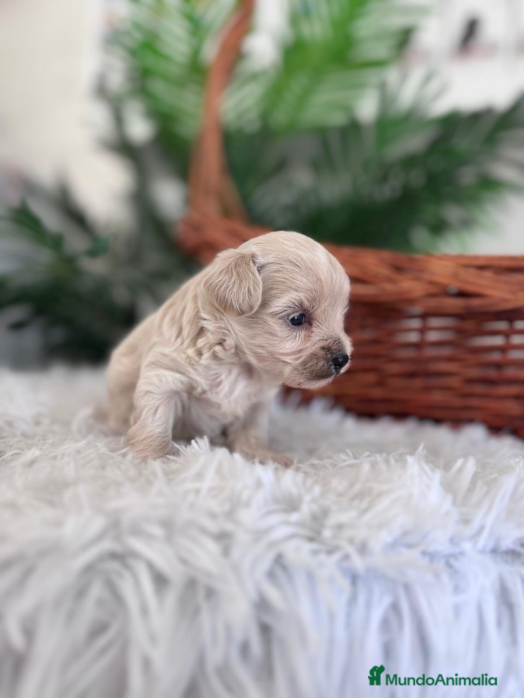Maltipoo perros en venta: MALTIPOO MACHO - Imagen 8