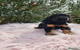 Cocker Spaniel Inglés perros en venta: Cocker black  and tan  - Imagen 3