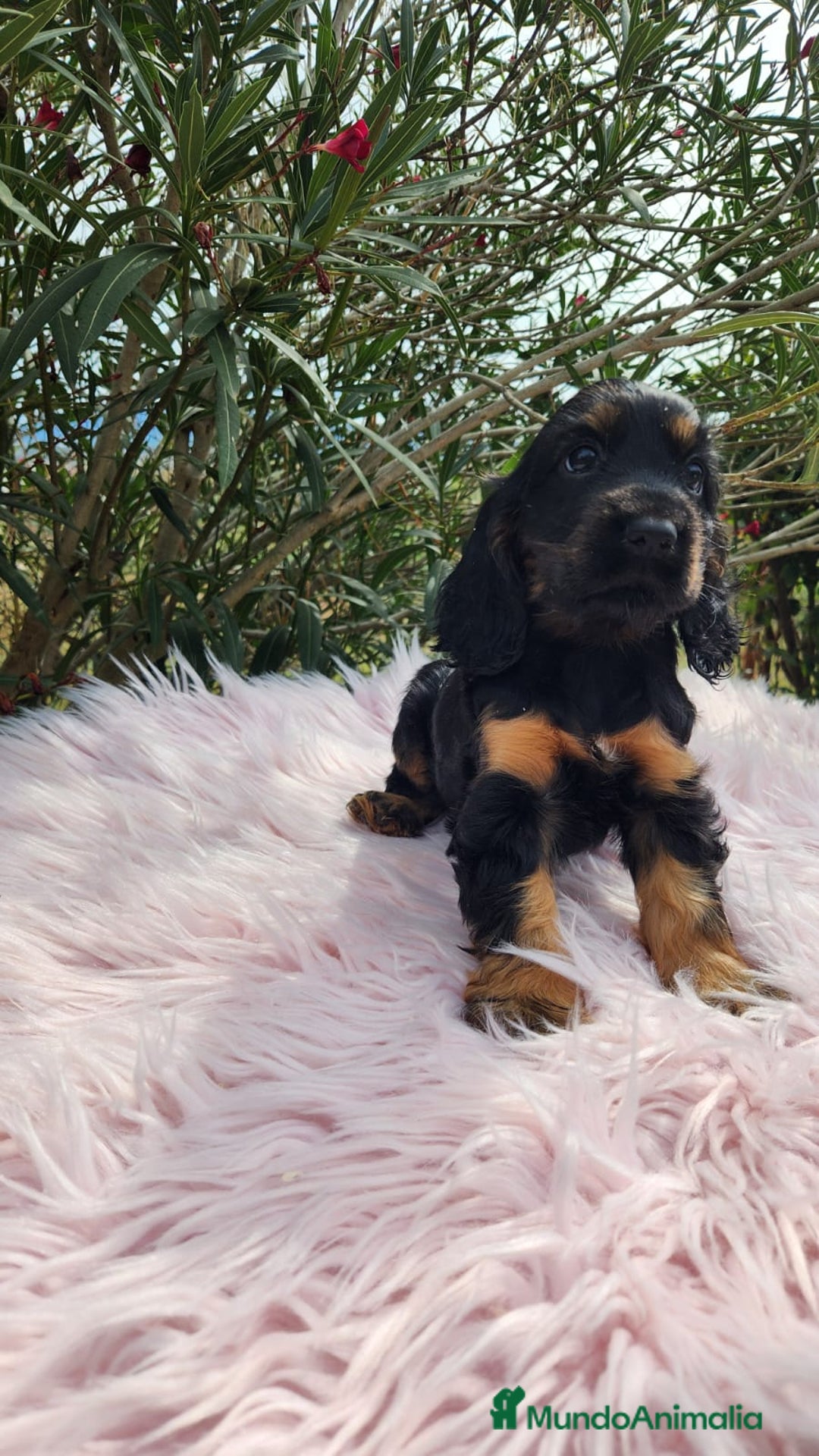 Cocker Spaniel Inglés perros en venta: Cocker black  and tan  - Imagen 3