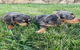 Teckel Miniatura perros en venta: Cachorros de teckel mini  - Imagen 3