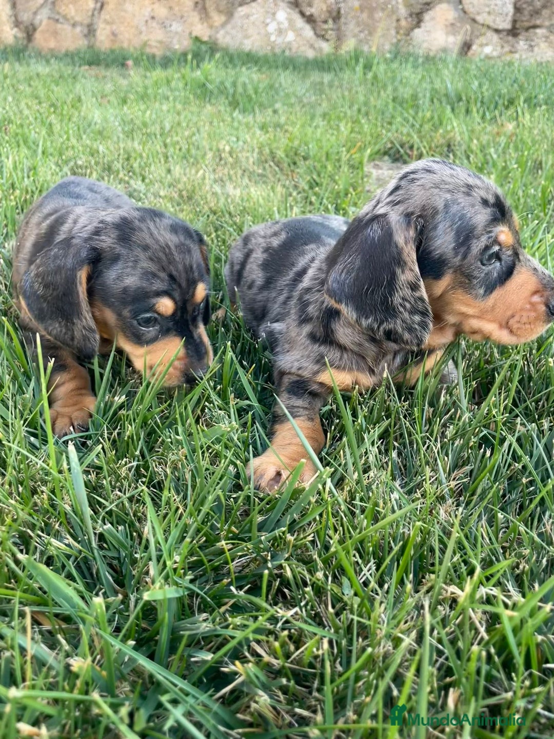 Teckel Miniatura perros en venta: Cachorros de teckel mini  - Imagen 3