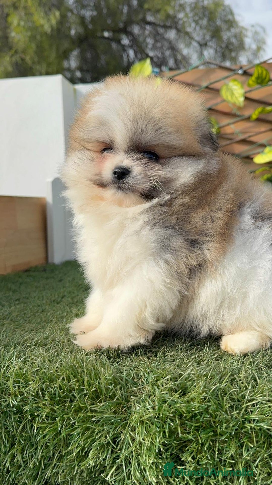 Pomerania perros en venta: POMERANIA HEMBRA - Anuncio 12