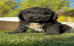 Perro de Agua Español perros en venta: PERRO DE AGUA ESPAÑOL - Imagen 7