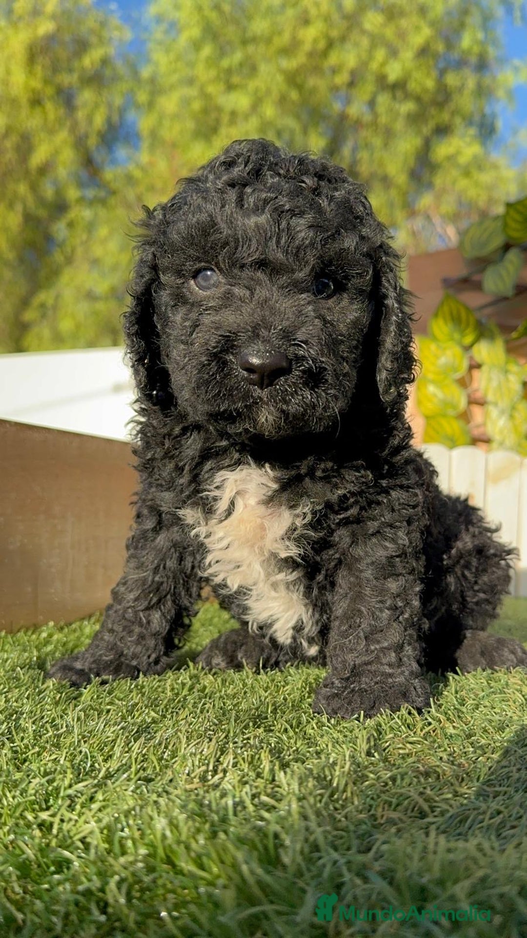 Perro de Agua Español perros en venta: PERRO DE AGUA ESPAÑOL - Imagen 7