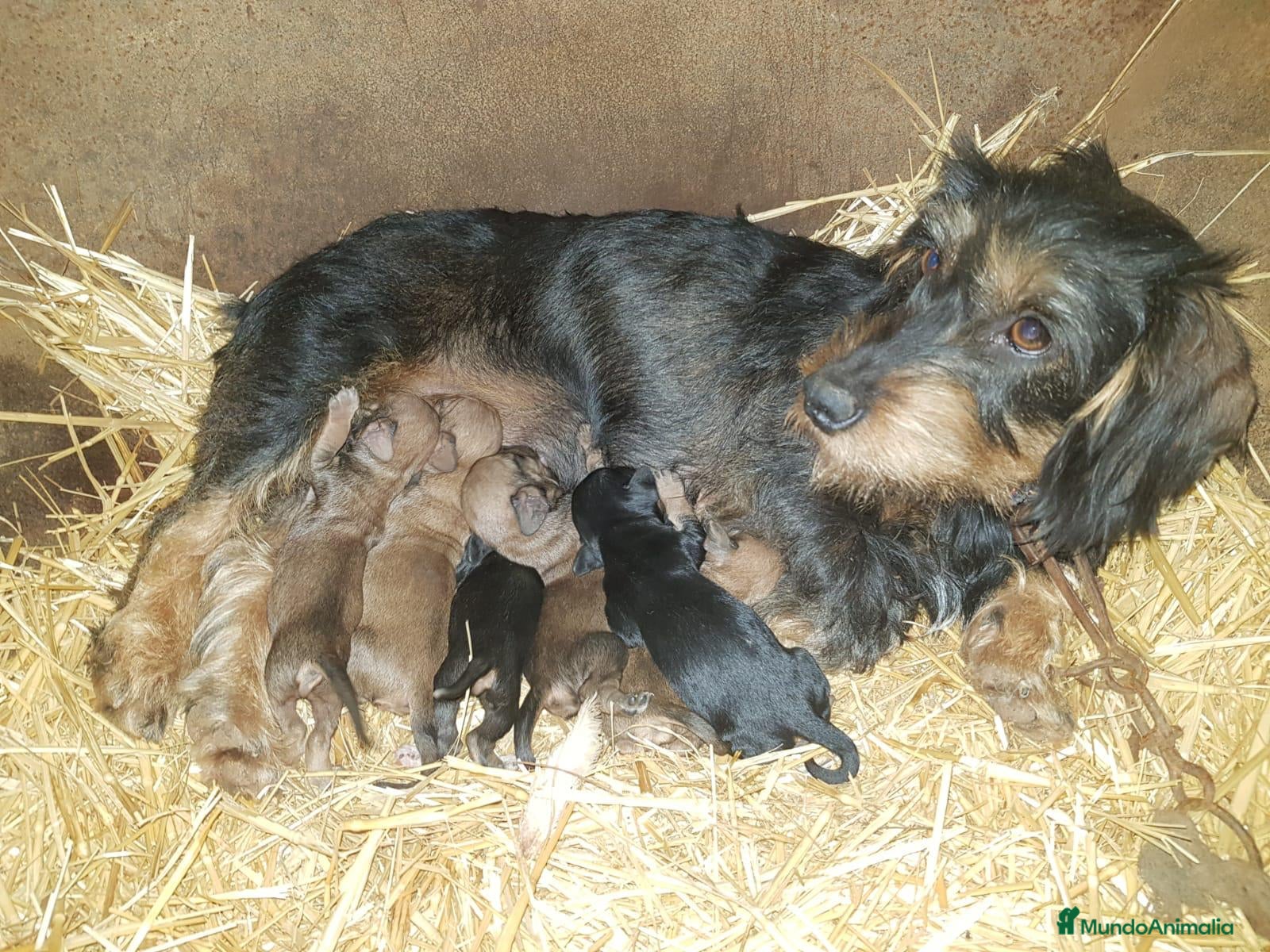 Teckel perros Teckel pelo duro minis calidad  - Anuncio 1
