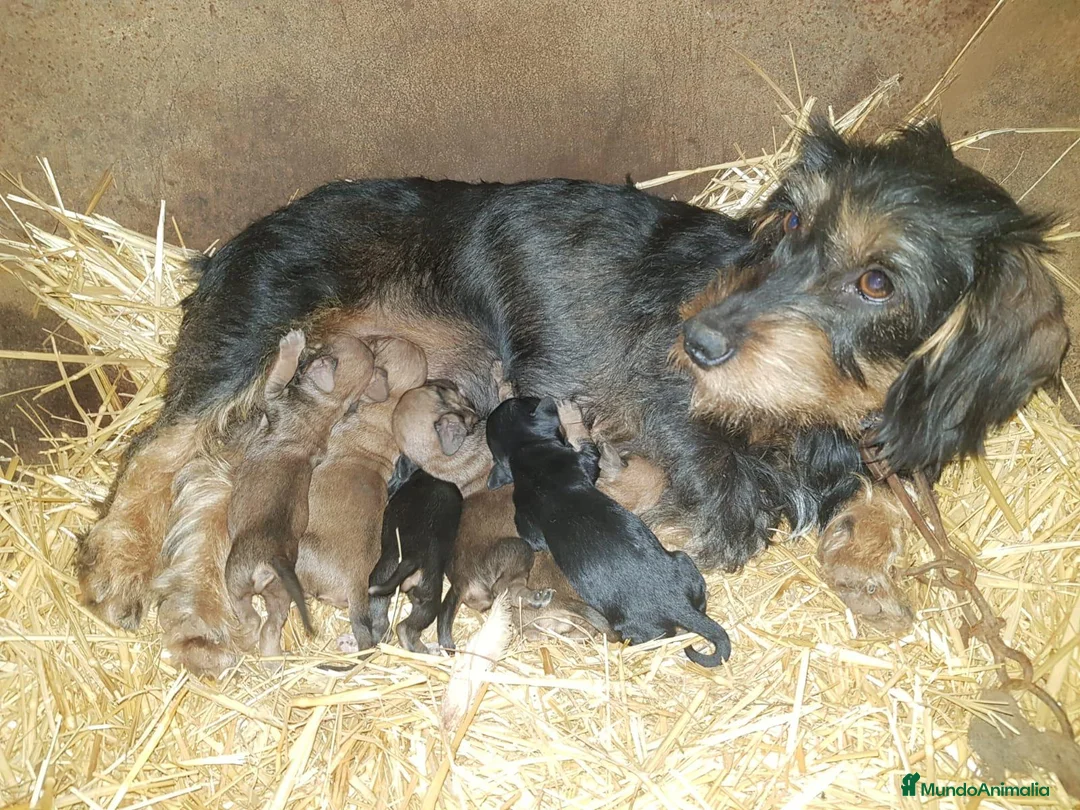 Teckel perros en venta: Teckel pelo duro minis calidad  - Anuncio 1