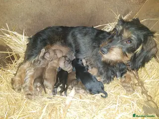 Teckel perros Teckel pelo duro minis calidad - Anuncio 1