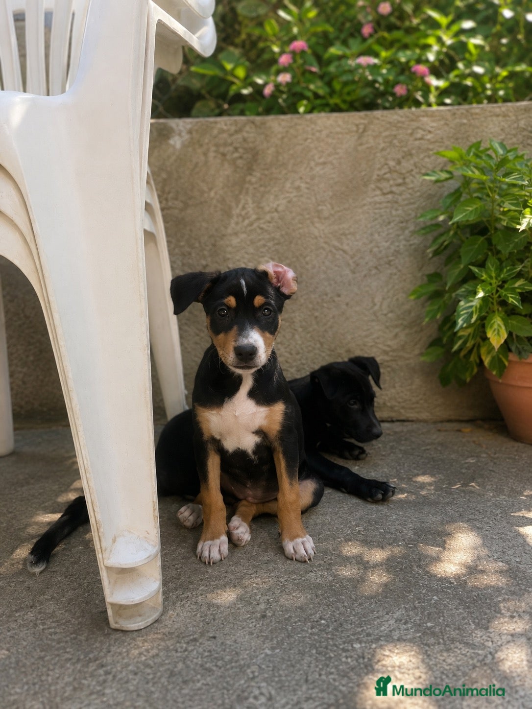 Raza Mixta perros PRECIOSA PAREJA DE HEMBRAS(leer bien anuncio ) - Anuncio 2