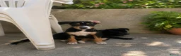 Raza Mixta perros en venta: PRECIOSA PAREJA DE HEMBRAS(leer bien anuncio ) - Anuncio 1