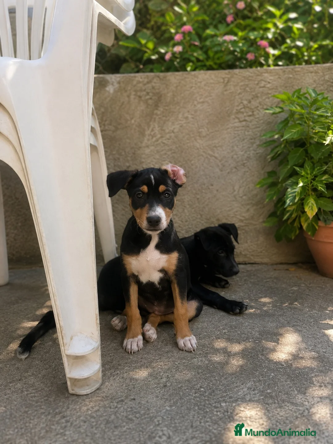 Raza Mixta perros en venta: PRECIOSA PAREJA DE HEMBRAS(leer bien anuncio ) - Anuncio 1