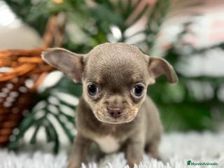 Chihuahua perros CHIHUAHUA MACHO LILAC AND TAN - Anuncio 1