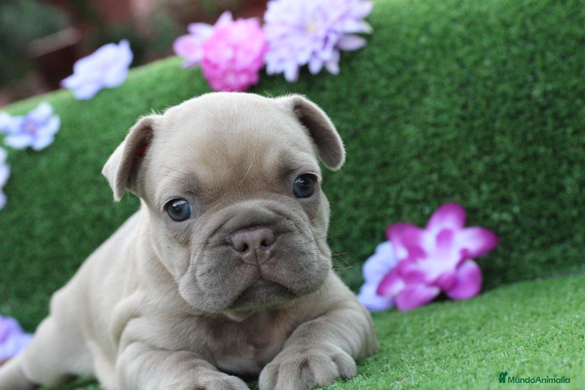 Bulldog Francés perros en venta: Bulldog francés exóticos  - Anuncio 2