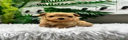 Maltipoo perros en venta: MALTIPOO 100%  - Anuncio 9