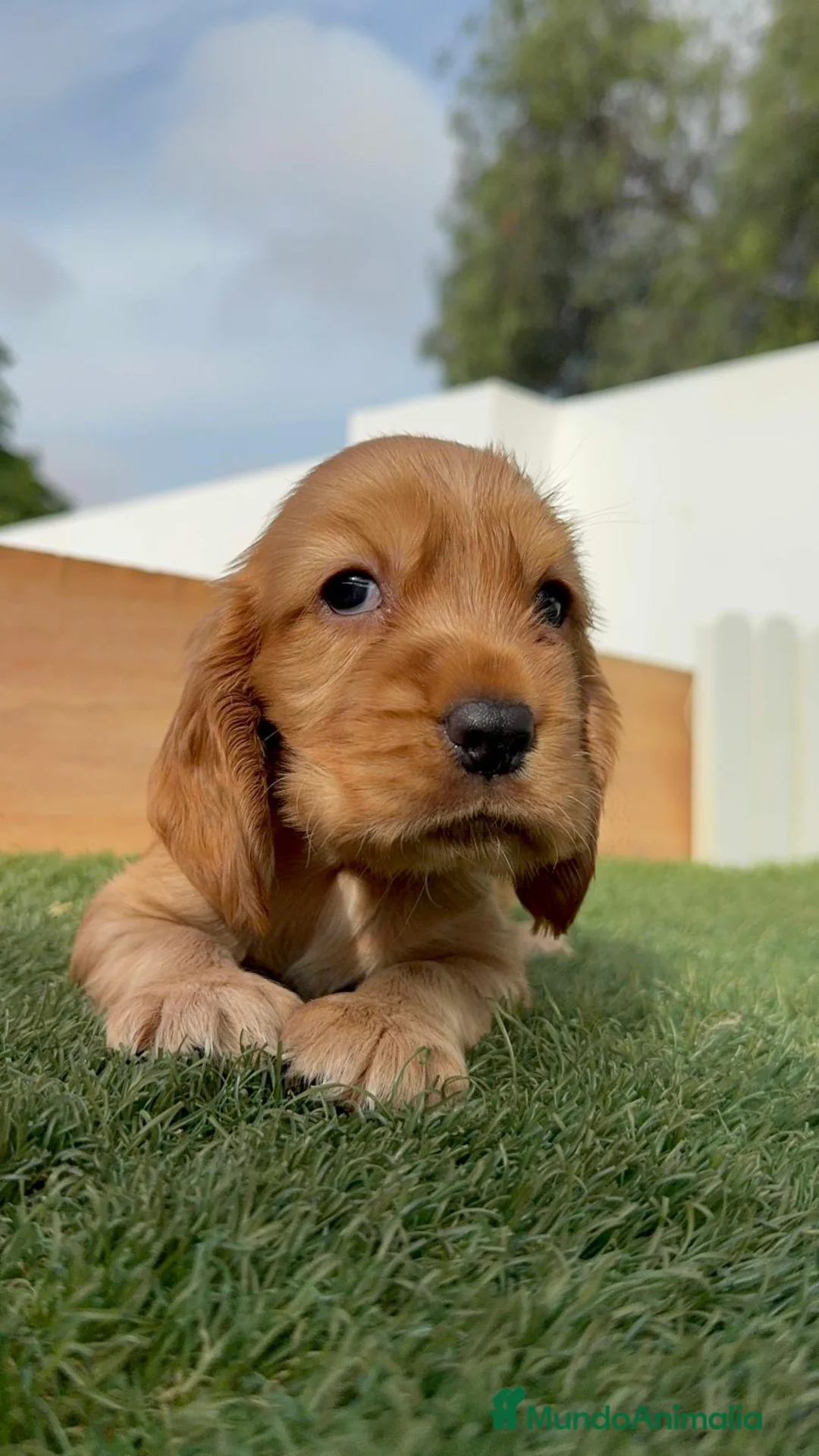 Cocker Spaniel Inglés perros en venta: 🐶 COCKER HEMBRA DISPONIBLE – MASCOTAS DEL SUR 🐶 - Anuncio 2