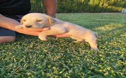 Labrador Retriever perros en venta: Labrador Retriever - Imagen 4