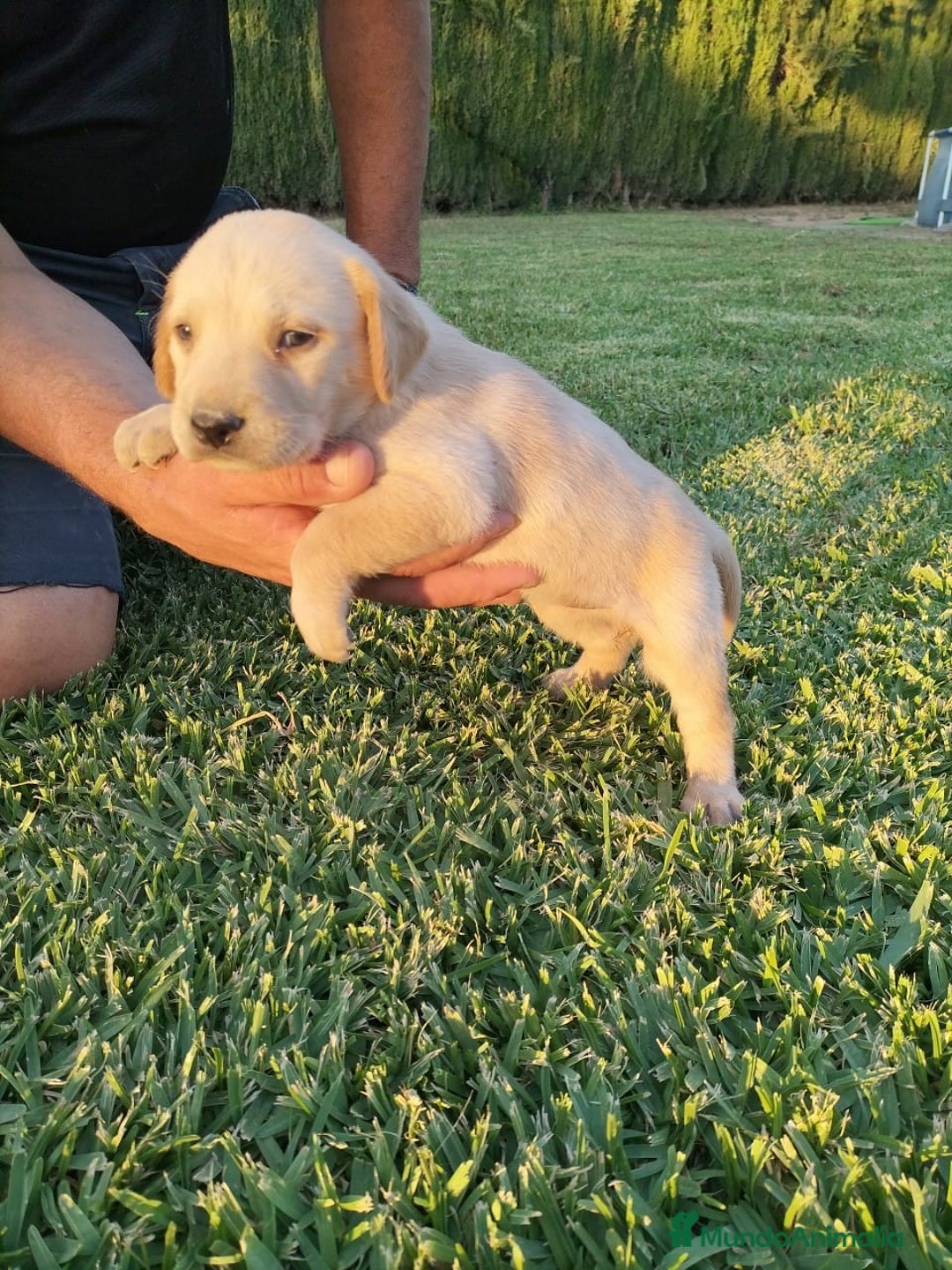 Labrador Retriever perros en venta: Labrador Retriever - Imagen 4