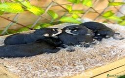 Schnauzer Miniatura perros en venta: Camada de Alba  - Imagen 6