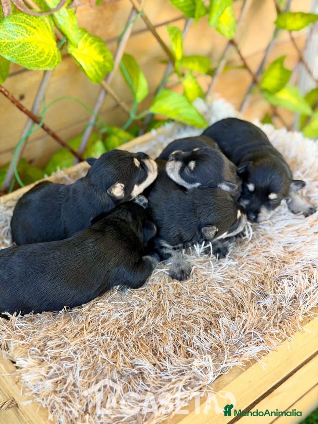 Schnauzer Miniatura perros en venta: Camada de Alba  - Imagen 6