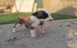 Border Collie perros en venta: BORDER COLLIE - Imagen 5