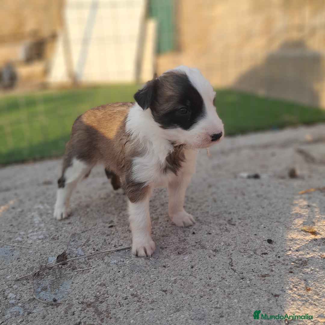 Border Collie perros en venta: BORDER COLLIE - Imagen 5
