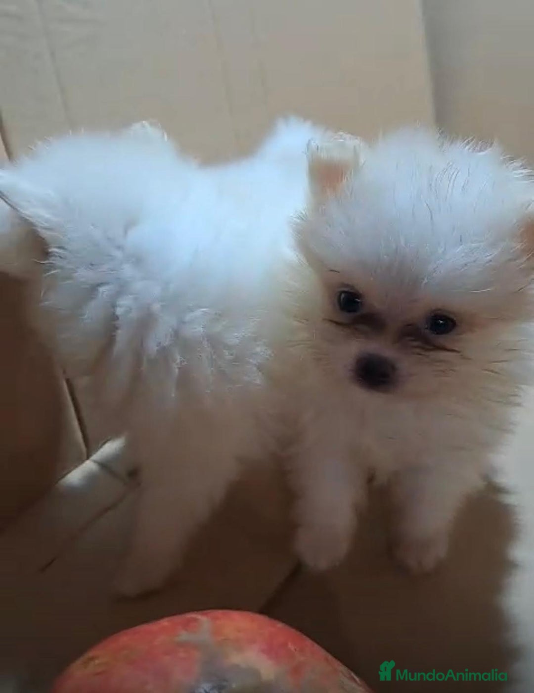 Pomerania perros en venta: Lulu pomerania mini toy  - Imagen 9
