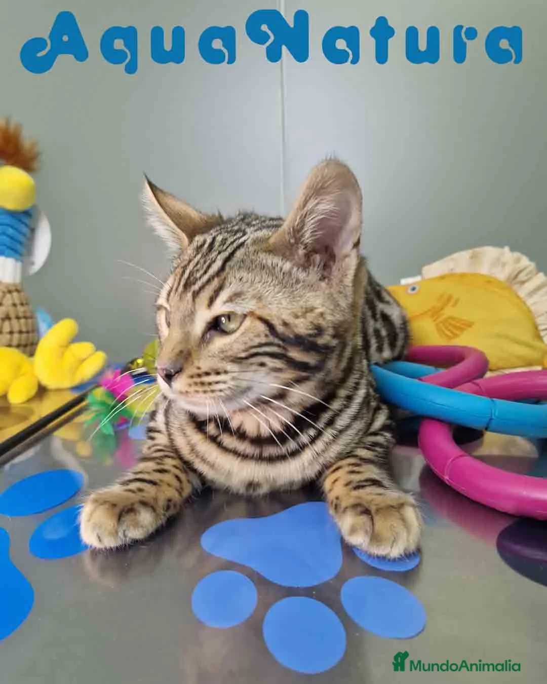 Bengalí gatos en venta: Bengali Macho 1706 AQUANATURA - Anuncio 8