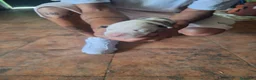 American Staffordshire-Terrier perros en venta: American Stafford  - Anuncio 16