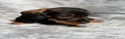 Teckel Miniatura perros en venta: Teckel pelo duro miniatura  - Anuncio 12