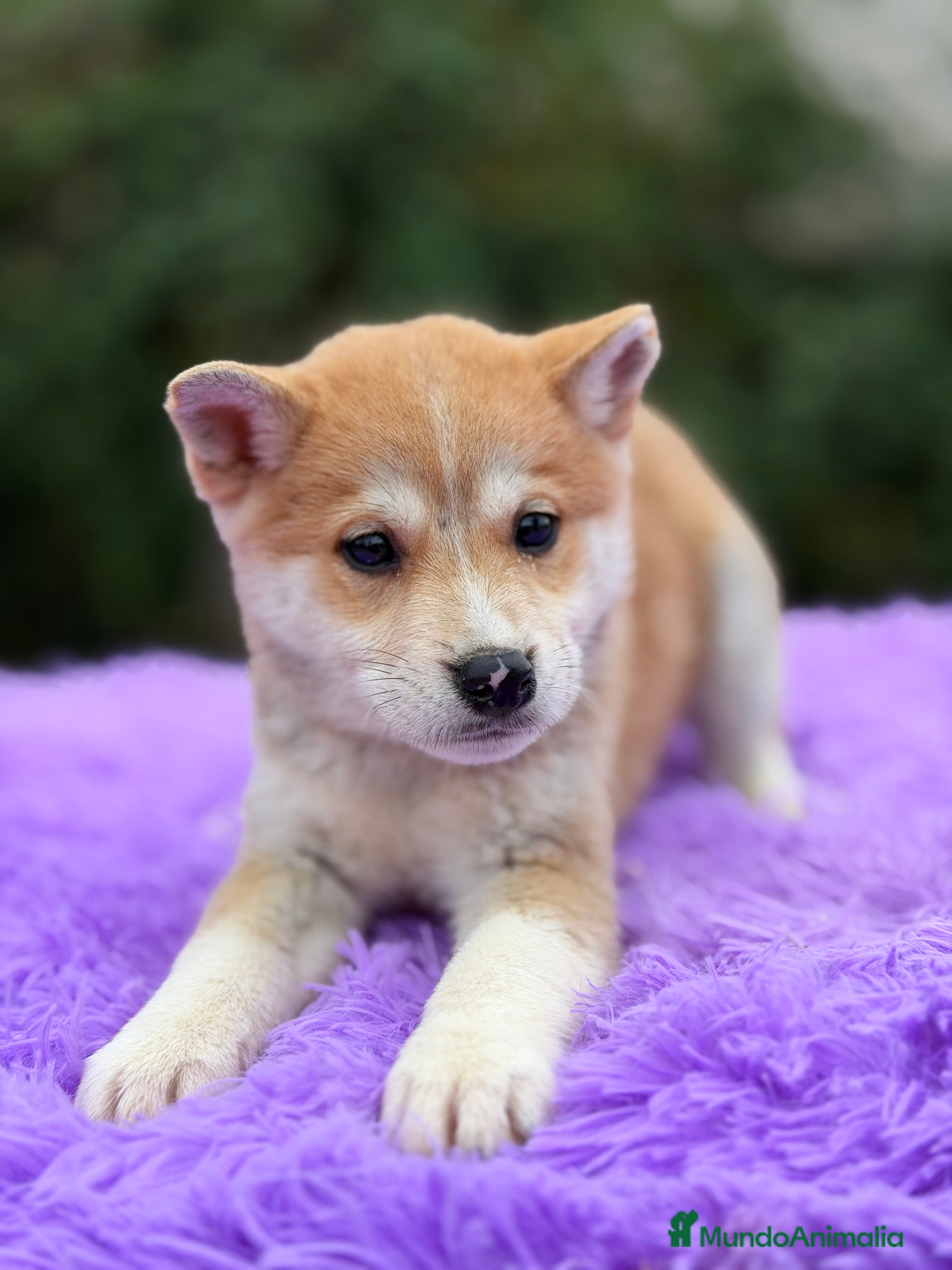 Shiba Inu perros Shiba Inu naranja  - Anuncio 19