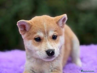 Shiba Inu perros Shiba Inu naranja - Anuncio 5