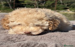 Maltipoo perros en venta: Maltipoo f2  - Imagen 5