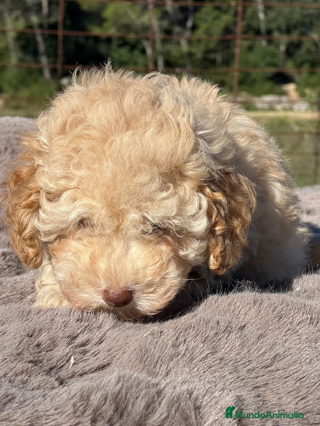 Maltipoo perros en venta: Maltipoo f2  - Imagen 5