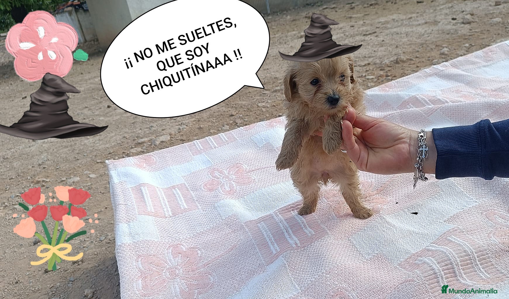 Caniche Toy perros CANICHE TOY HEMBRITA APRICOT  - Anuncio 1