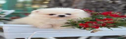 Pomerania perros en venta: Pomerania toy hembras disponibles  - Anuncio 11