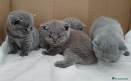 Británico de Pelo Corto Azul gatos en venta: British Shorthair super bonitos - Imagen 13
