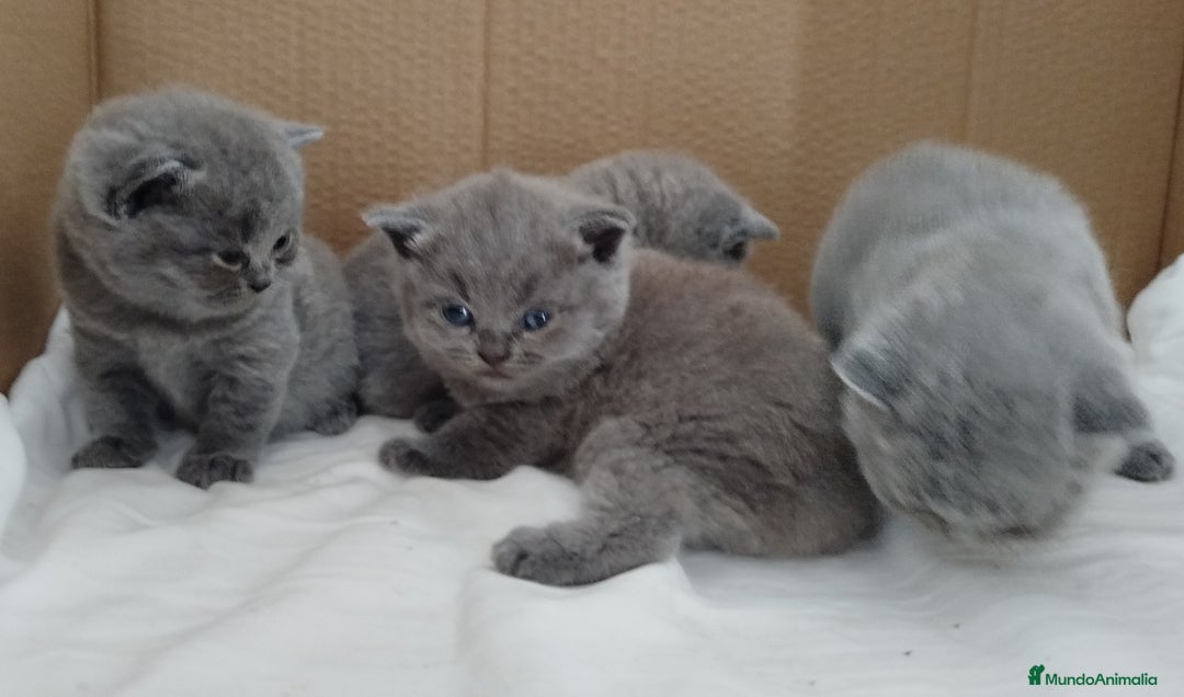 Británico de Pelo Corto Azul gatos en venta: British Shorthair super bonitos - Imagen 13