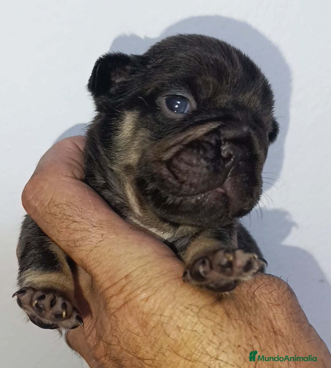 Bulldog Francés perros en venta: Bulldog Big rope guapisimos - Imagen 4