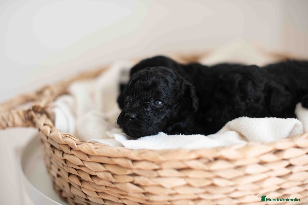 Caniche Toy perros en venta: Caniches toys negros - Anuncio 9