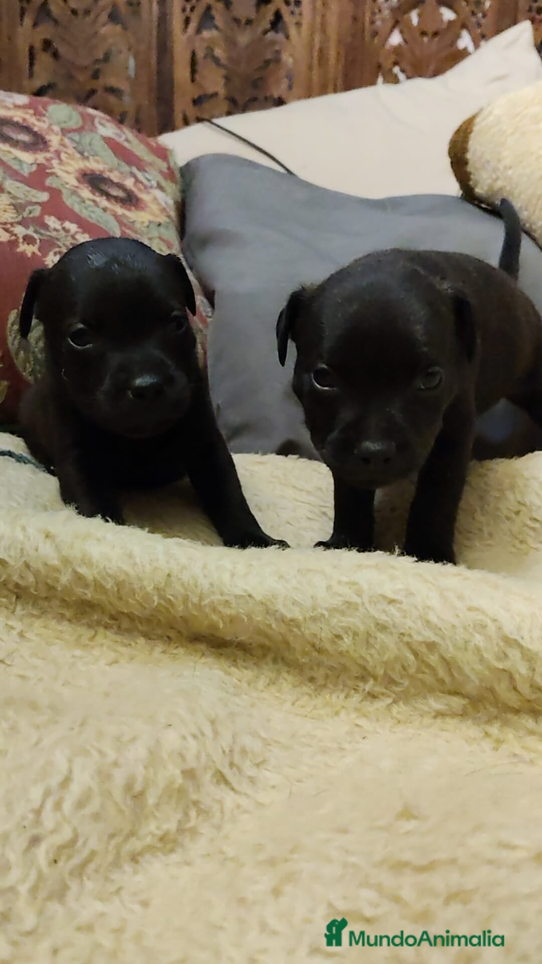 Staffordshire Bull Terrier perros Staffordshire Bull Terrier cachorros - Anuncio 1